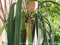 anthurium-vitarifolium