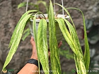 anthurium-vittarifolium-variegated