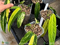 anthurium-warocqueanum-variegated