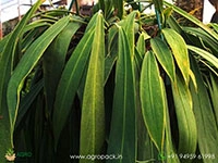Anthurium-Wendlingeri1