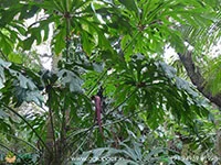 Anthurium-clavigerum6