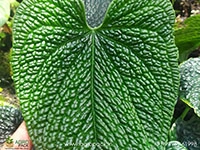 anthurium-splendidum