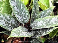Apobalis-purple-sward4