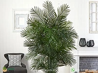 areca-palm