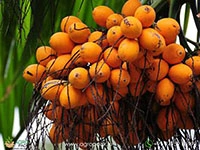 Arecanut2