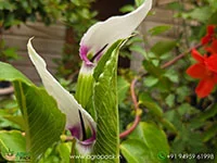 Arisaema-murrayi-Himalayan-Cobra-Lily2