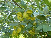 Arjuna1