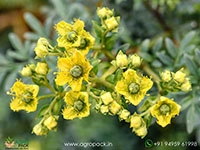 Arutha-Ruta-chalepensis4