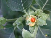 Ashwagandha1