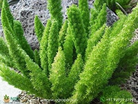 asparagus-mayerri-foxtail-fern