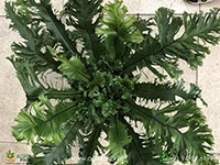 Aspelium-Nidus-Fimbriatum-Fern3