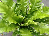 asplenium-venus-birdnest-fern