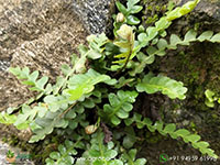 Asplenium-ceterach-fern1