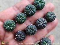 astrophytum-asterias-black