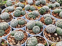 astrophytum-asterias-superkabuto