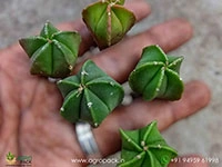 astrophytum-myriostigma-nudum