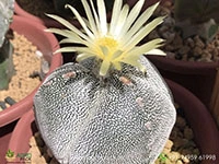 Astrophytum-Myriostigma-Tricostatum3