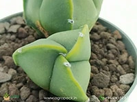 astrophytum-nudum-tricostatum