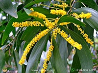 australian-wattle