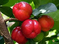 barbados-cherry