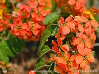 Bauhinia1