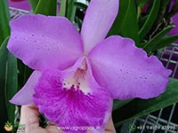 bc-maikai-×-cattleya-porcia-hybrid-orchid
