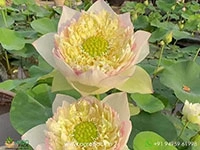 beautiful-pink-cream-colored-lotus