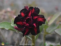 beautiful-variety-of-adenium