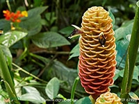 Beehive-Ginger-Brown1