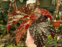 begonia-cracklin-rosie