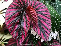 begonia-exotica