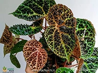 begonia-ferox
