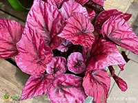 beleaf-begonia
