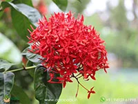 Bhadrakali-Thetti-ixora-Coccinea3