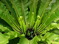 bird-nest-fern