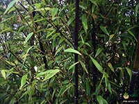 black-bamboo