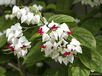 white-bleeding-heart-vine