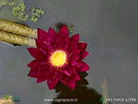 blood-red-waterlily