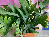 Blue-Star-Fern1