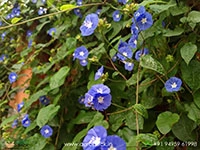 Blue-cluster-wine4