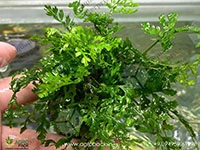 Bolbitis-Heteroclita-Difformis2