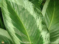Brazilian-Pink-Star-Calathea5