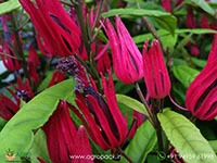 brazilian-candle-plant