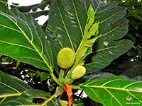 bread-fruit