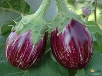 brinjal