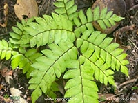 broadleaf-maiden-hair-fern