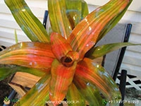 bromeliad-neoregelia-orange-crush