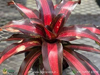bromeliad-pimienta