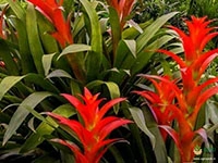 bromeliad-plant