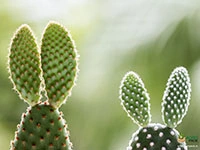 bunny-ears-cactus